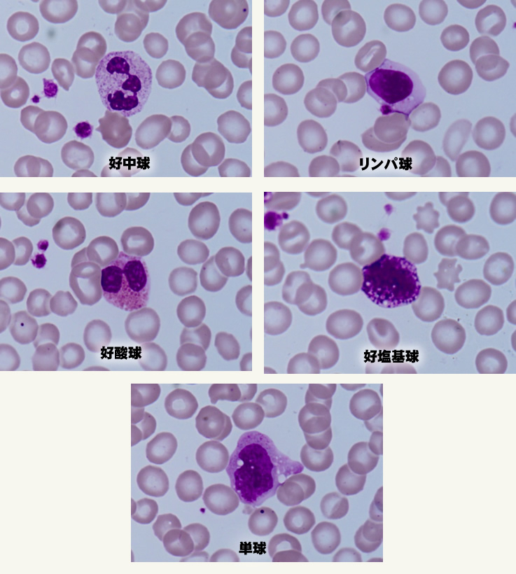 血液 検査 neut とは